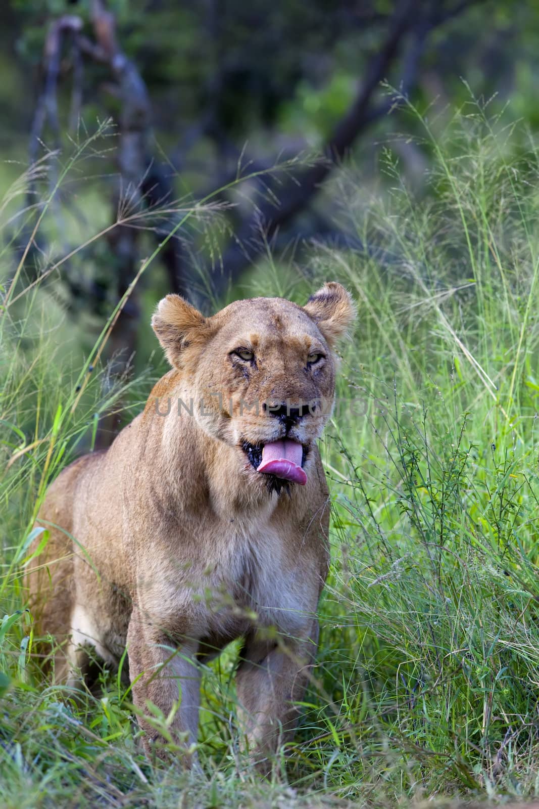 Lioness standing in the grass yawning