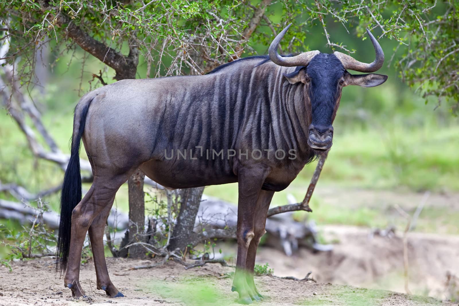 Blue wildebeest photographed in the African bush