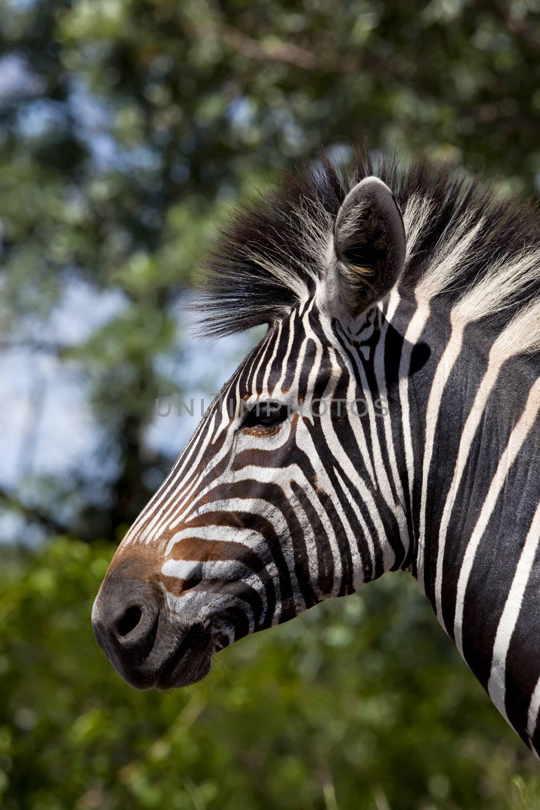 Close up head shot of a zebra