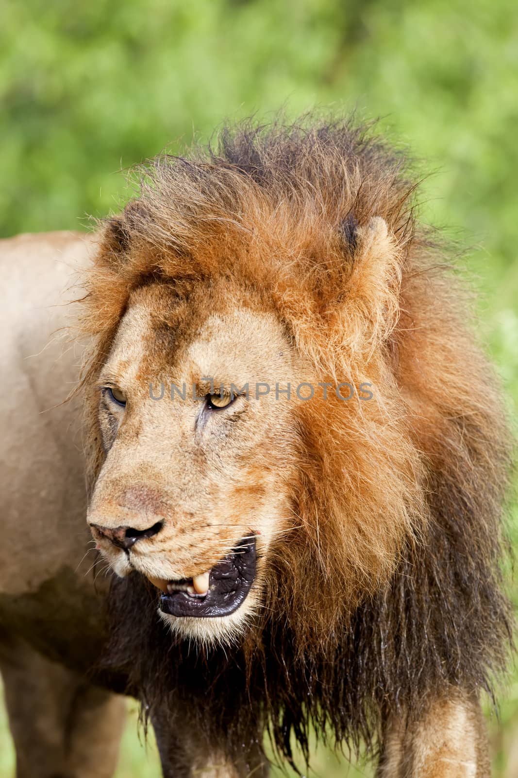 Close up photograph of an adult male Lion