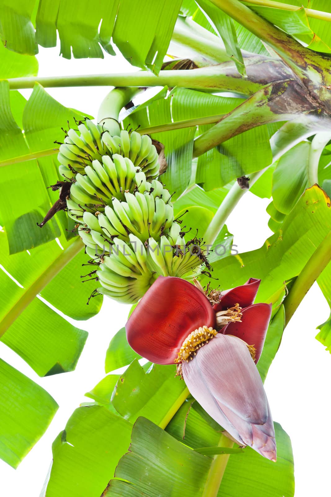 Banana Flower, and bunch in Agriculture and plantation