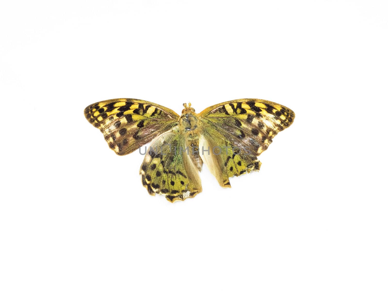 butterfly