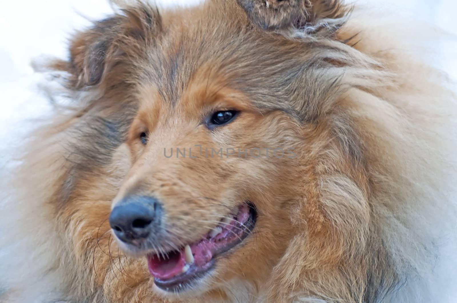 head of a british Collie dog