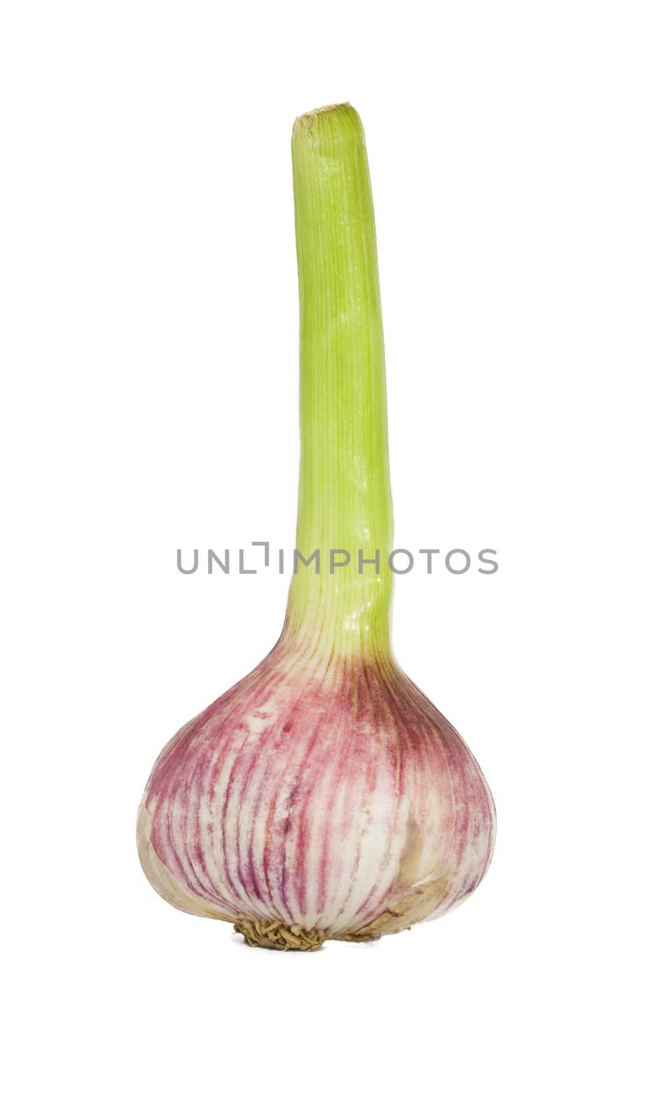 Garlic bulb isolated over white background