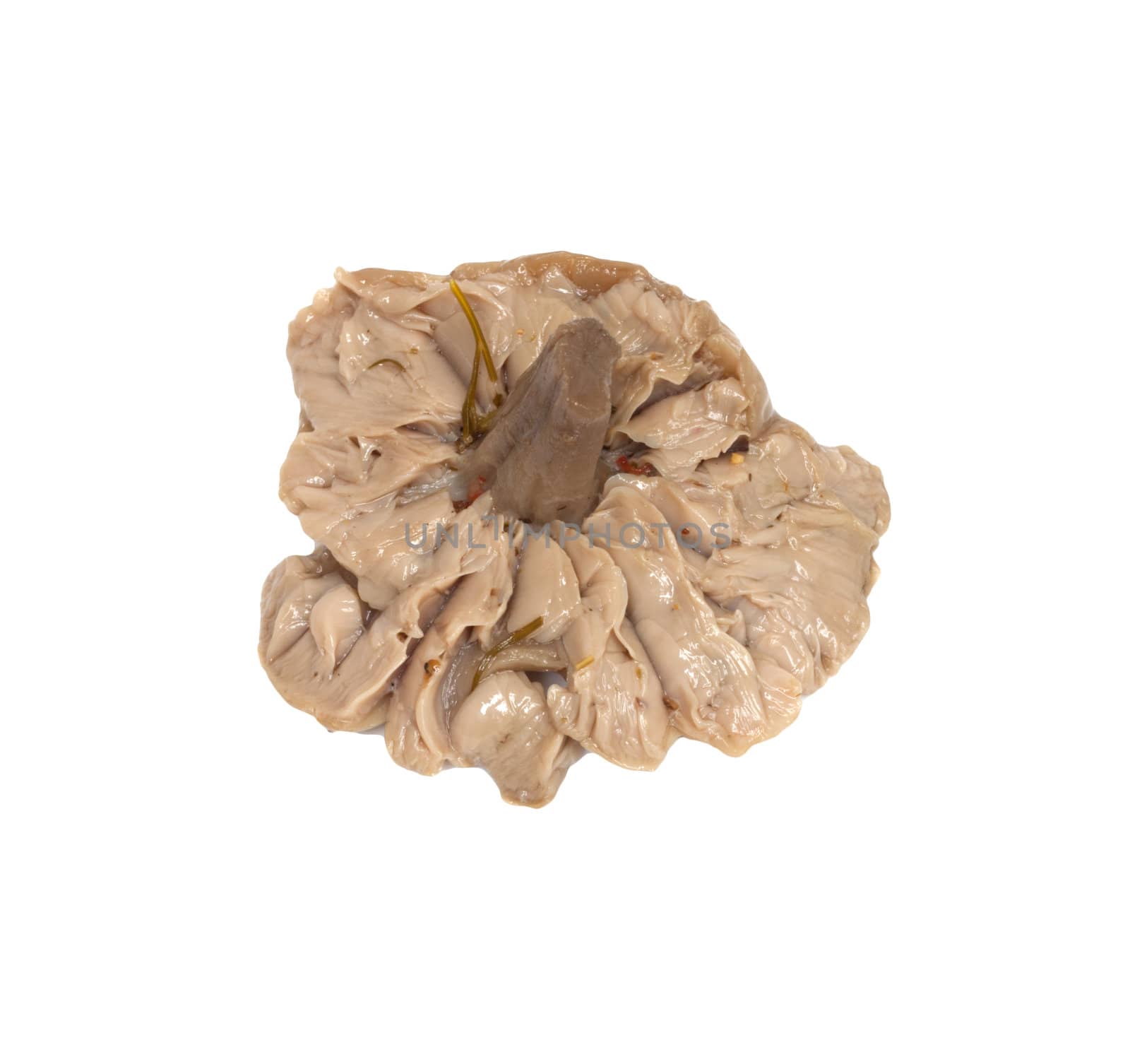 One mushroom isolated on white background 