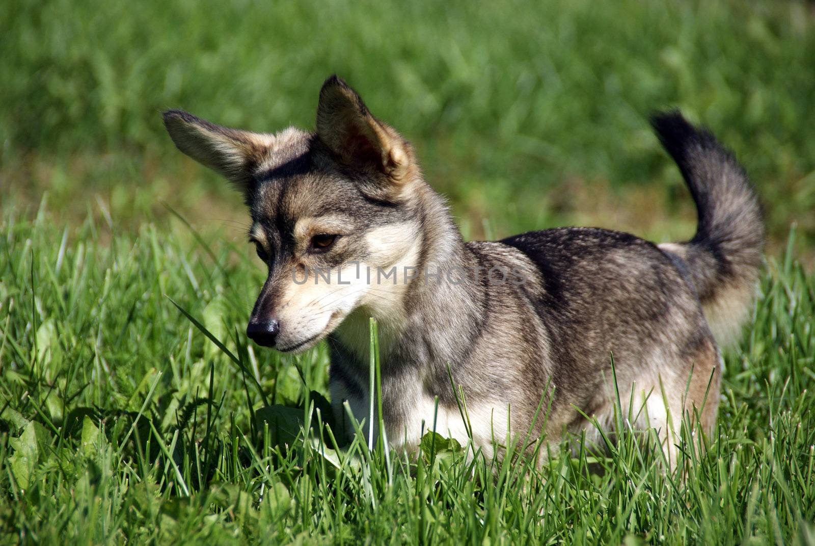 The puppy on a background of a green grass