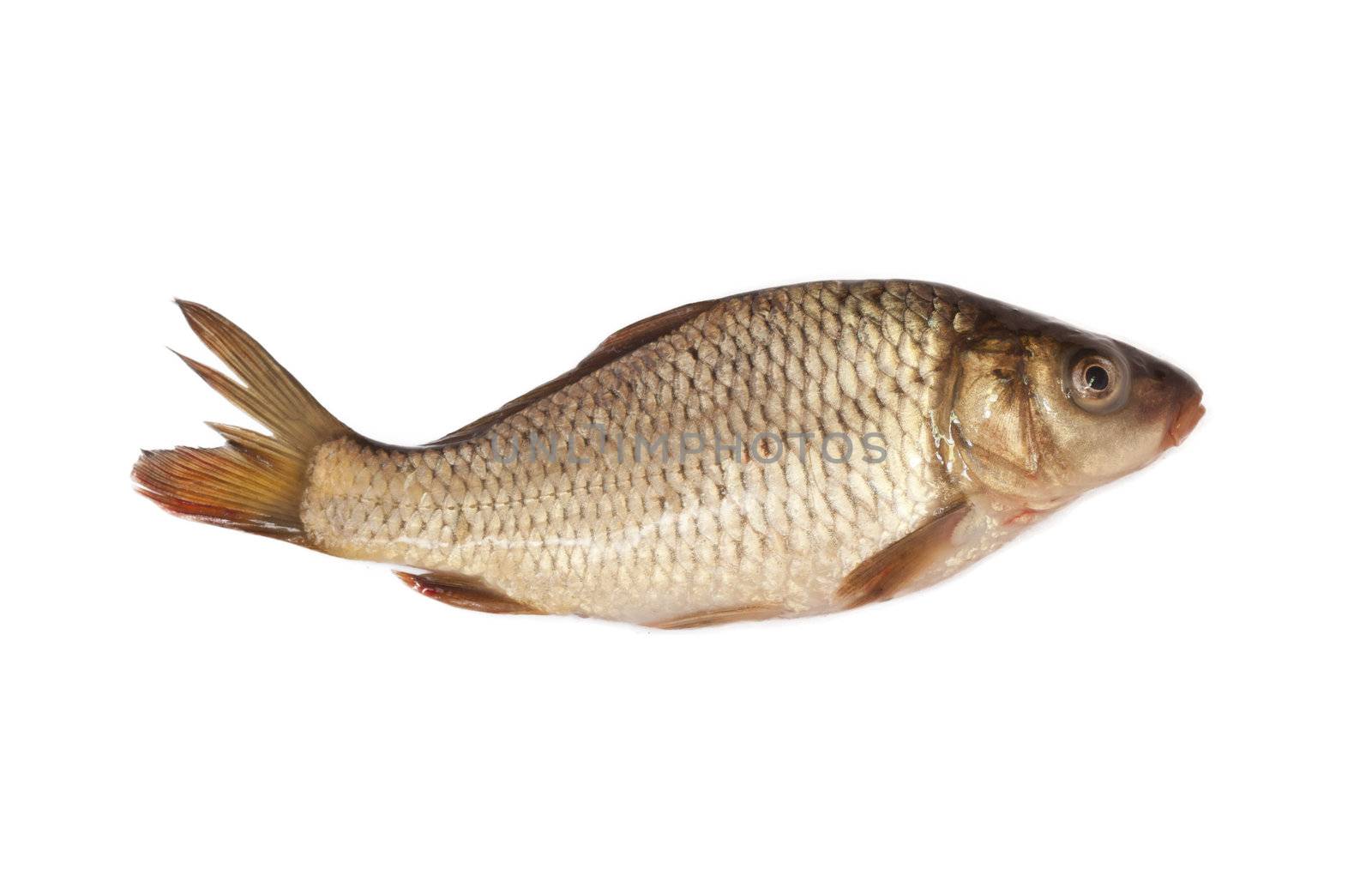 big carp isolated on white background 