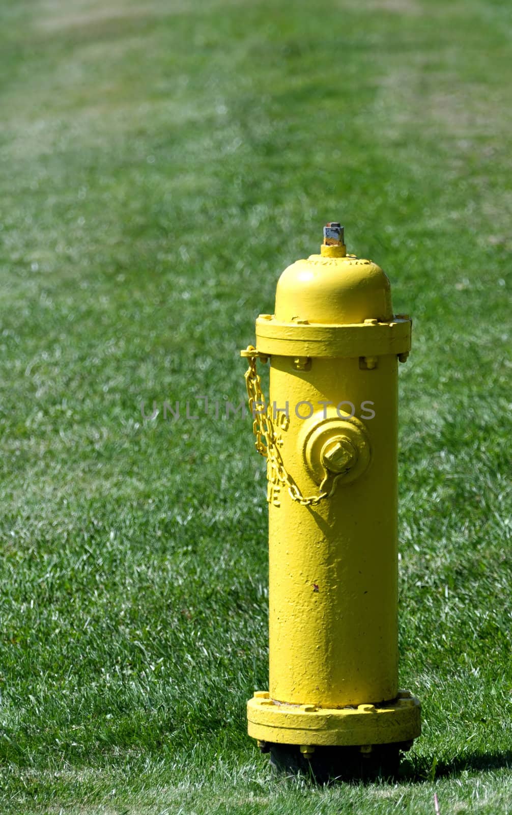 Photo of a yellow fire hydrant against green grass.