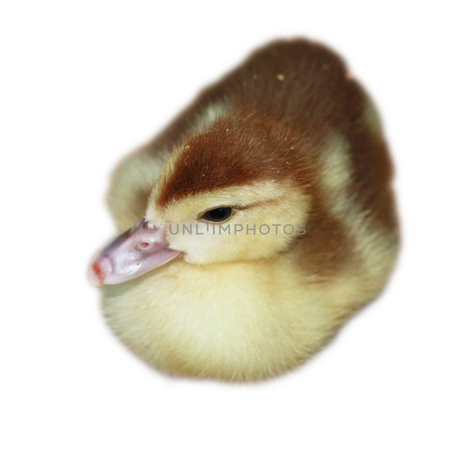 Duckling 