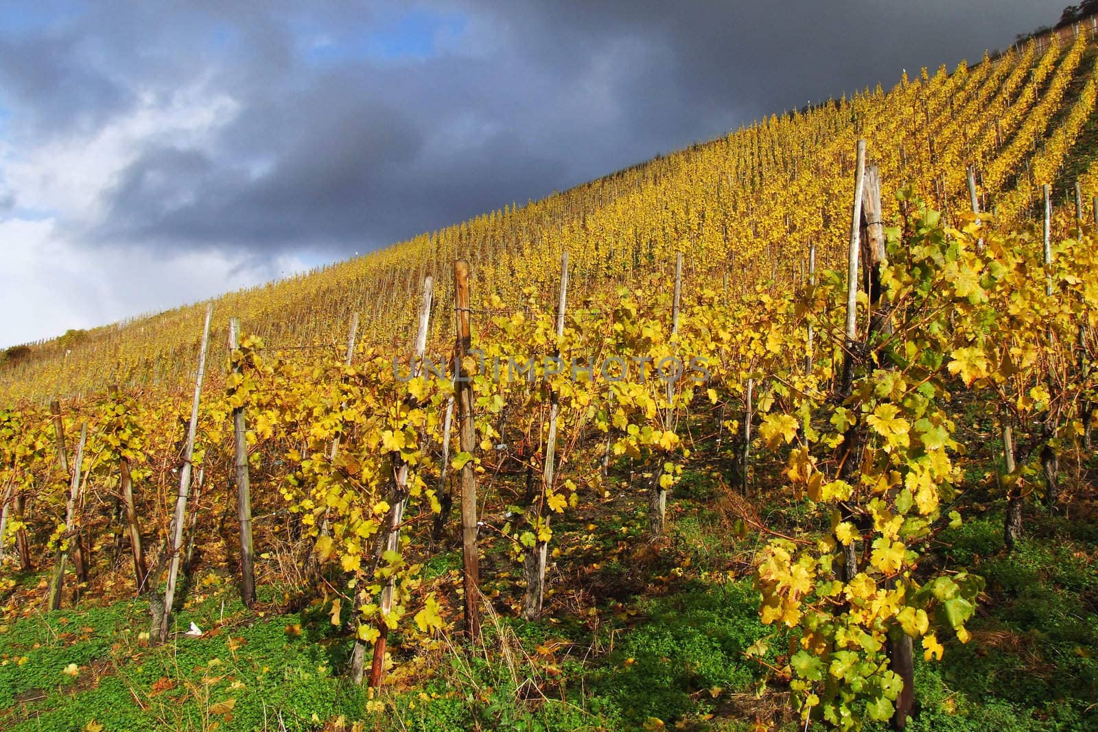 Vineyard in sunshine after the rain
