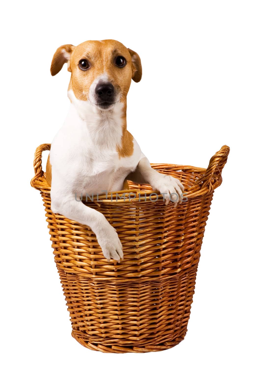 cute jack russel sitting in a basket isolated on white