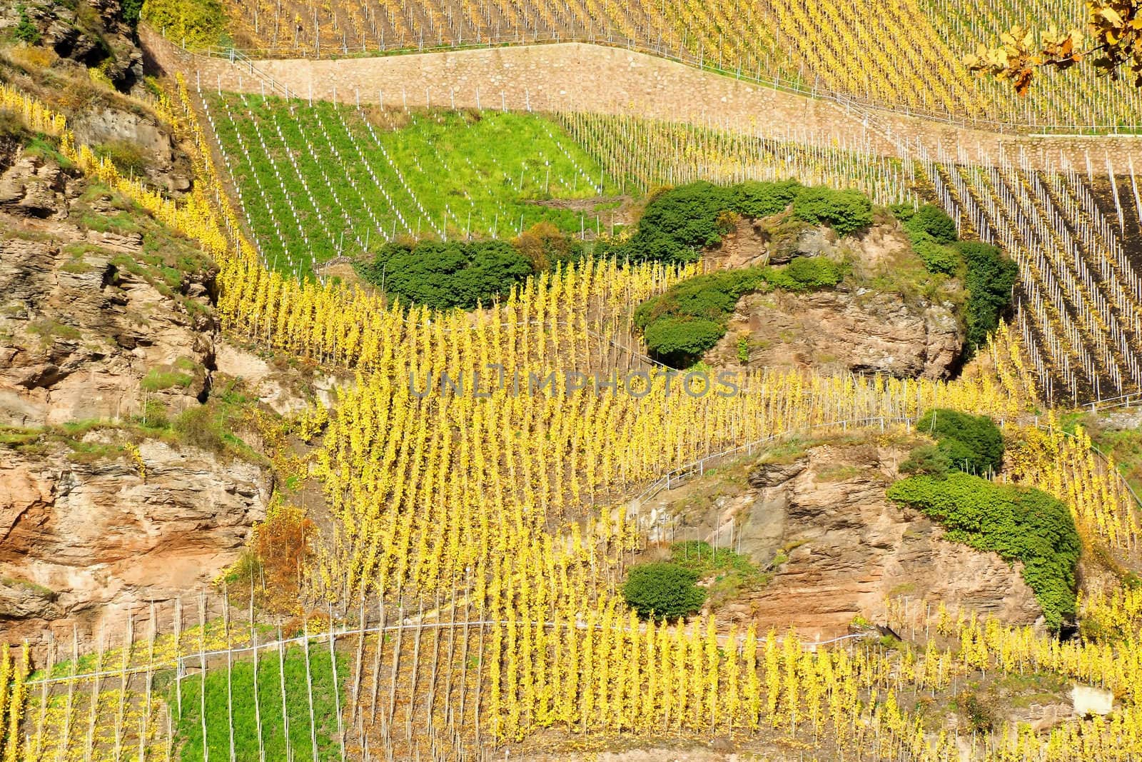 vineyards near Erden 
