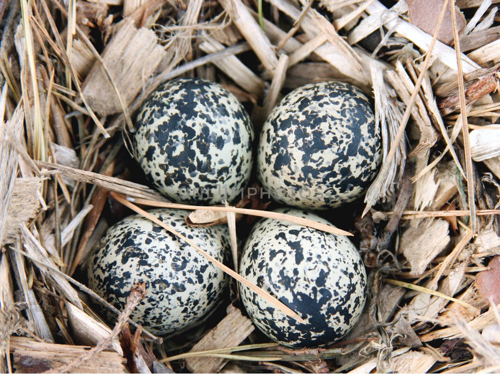 eggs in the nest of a Killdeer ( Chardrius vociferus ) on the ground