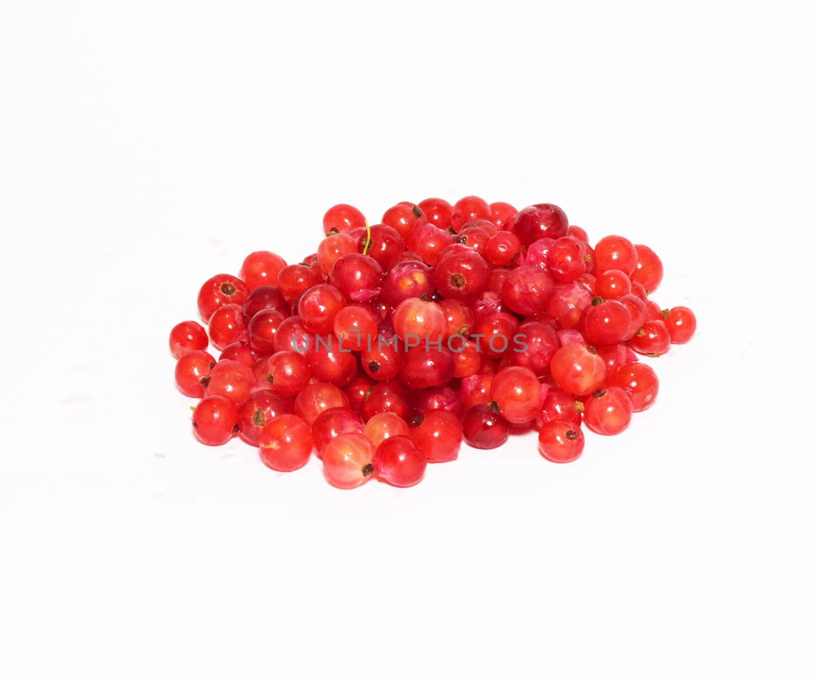 red currant on white background 