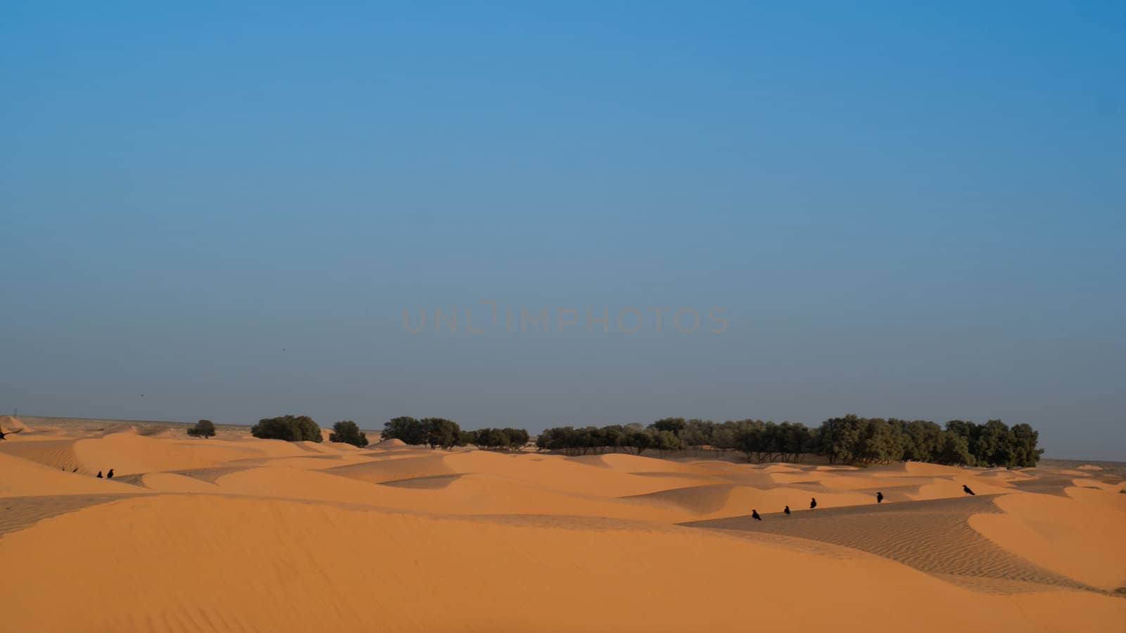 Oasis in Sahara, Africa, Tunisia