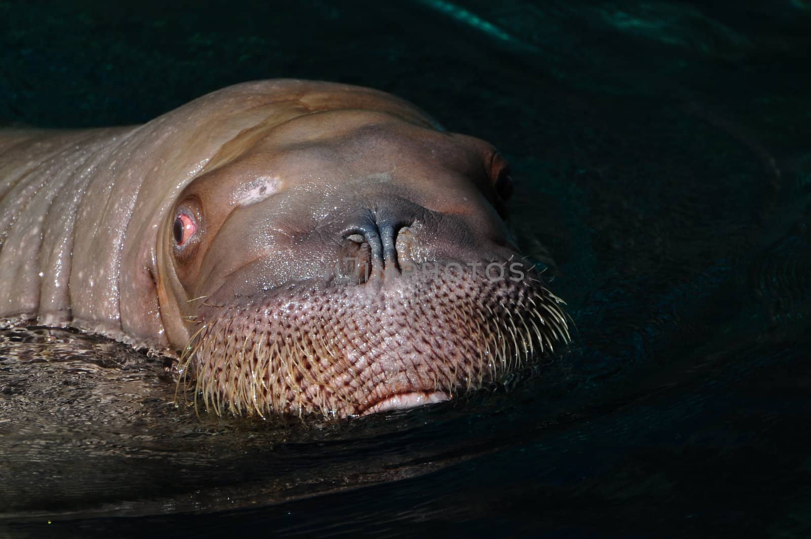 Closeup of face of a Walrus (also known as Sea-lion) swimming in water