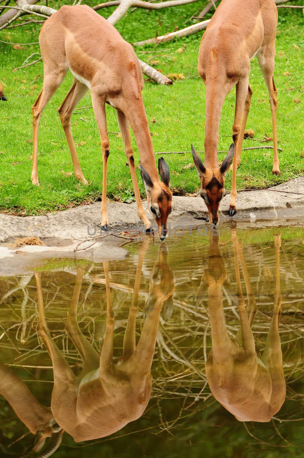 Wild deers drinking water in harmony at the waterhole