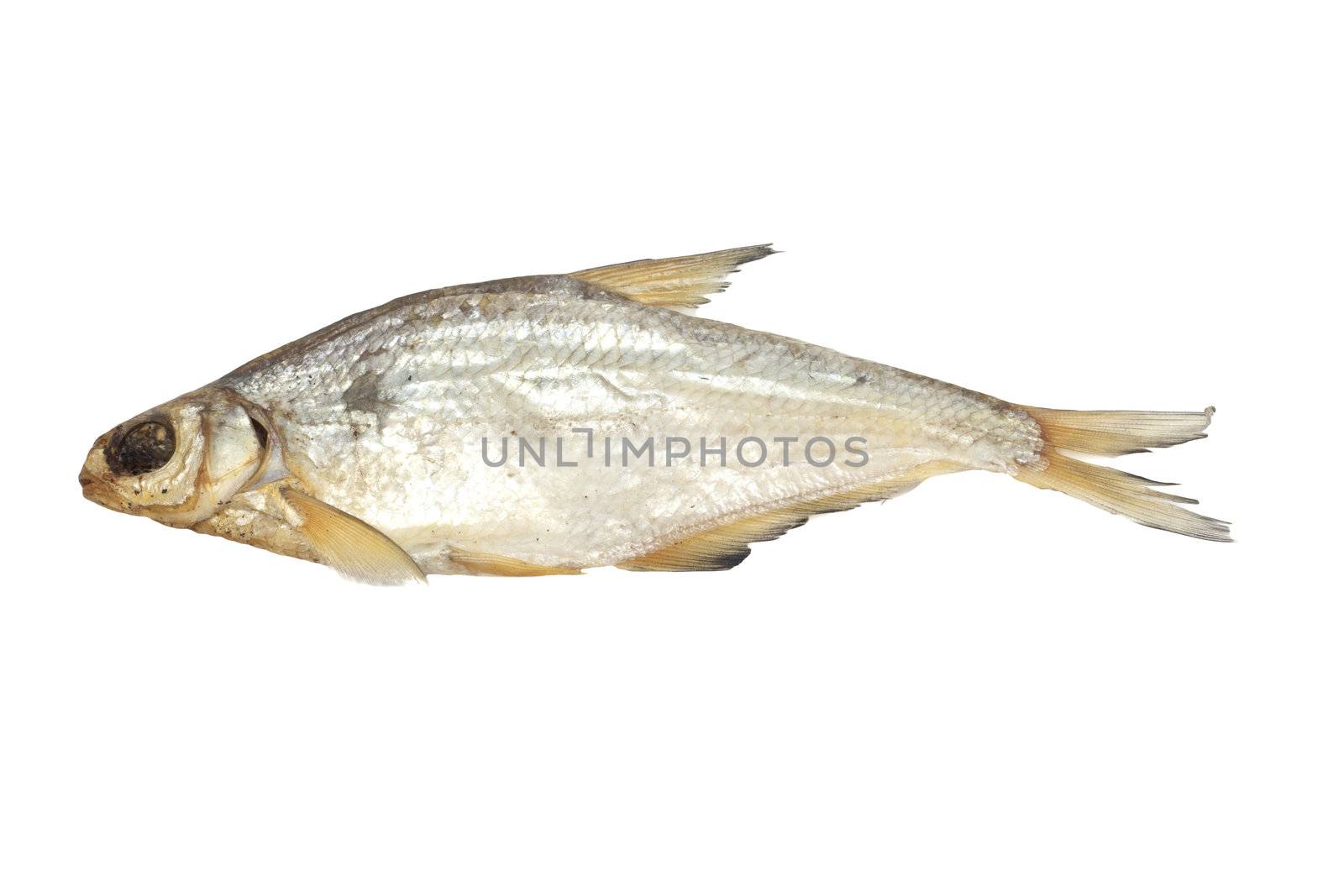 bream isolated on white background 