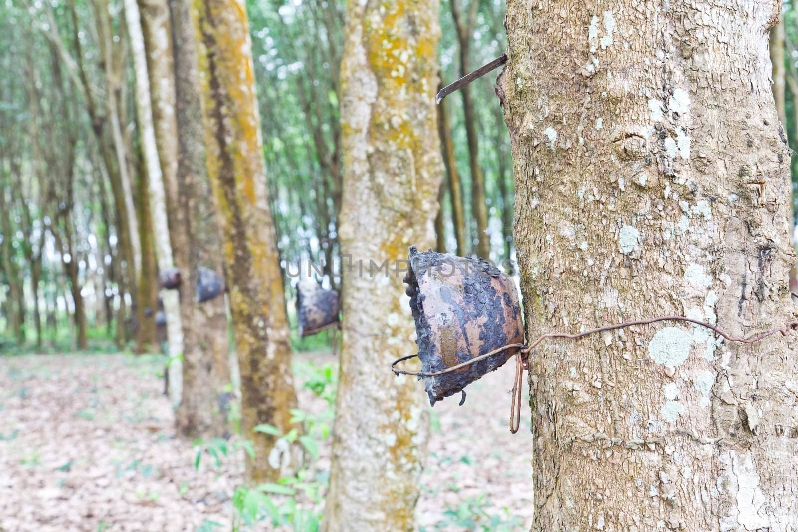 Agriculture,Rubber tree flows into a wooden bowl