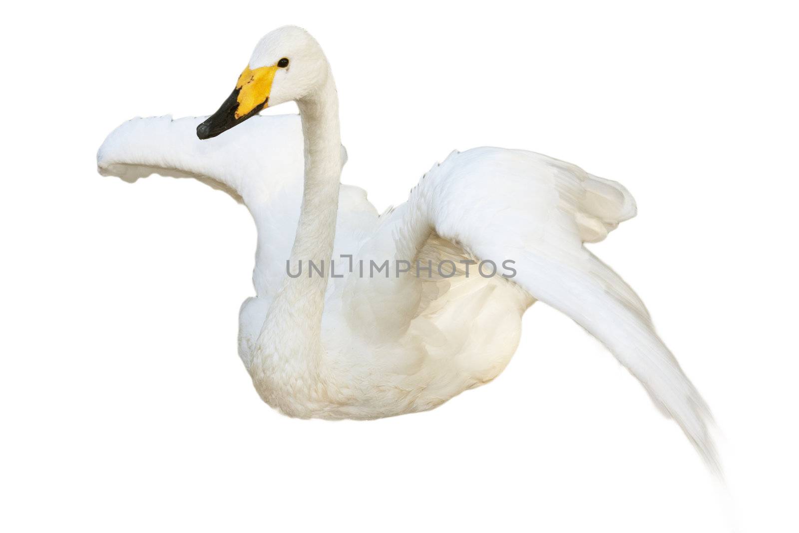 Swan, isolated  by schankz