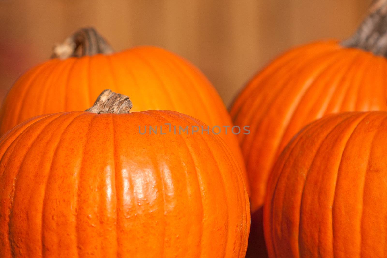 Four large orange pumpkins ready to be carved