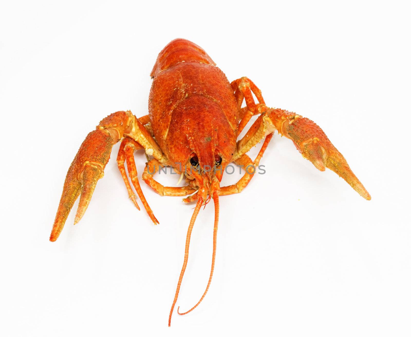 A large cooked red lobster over white 