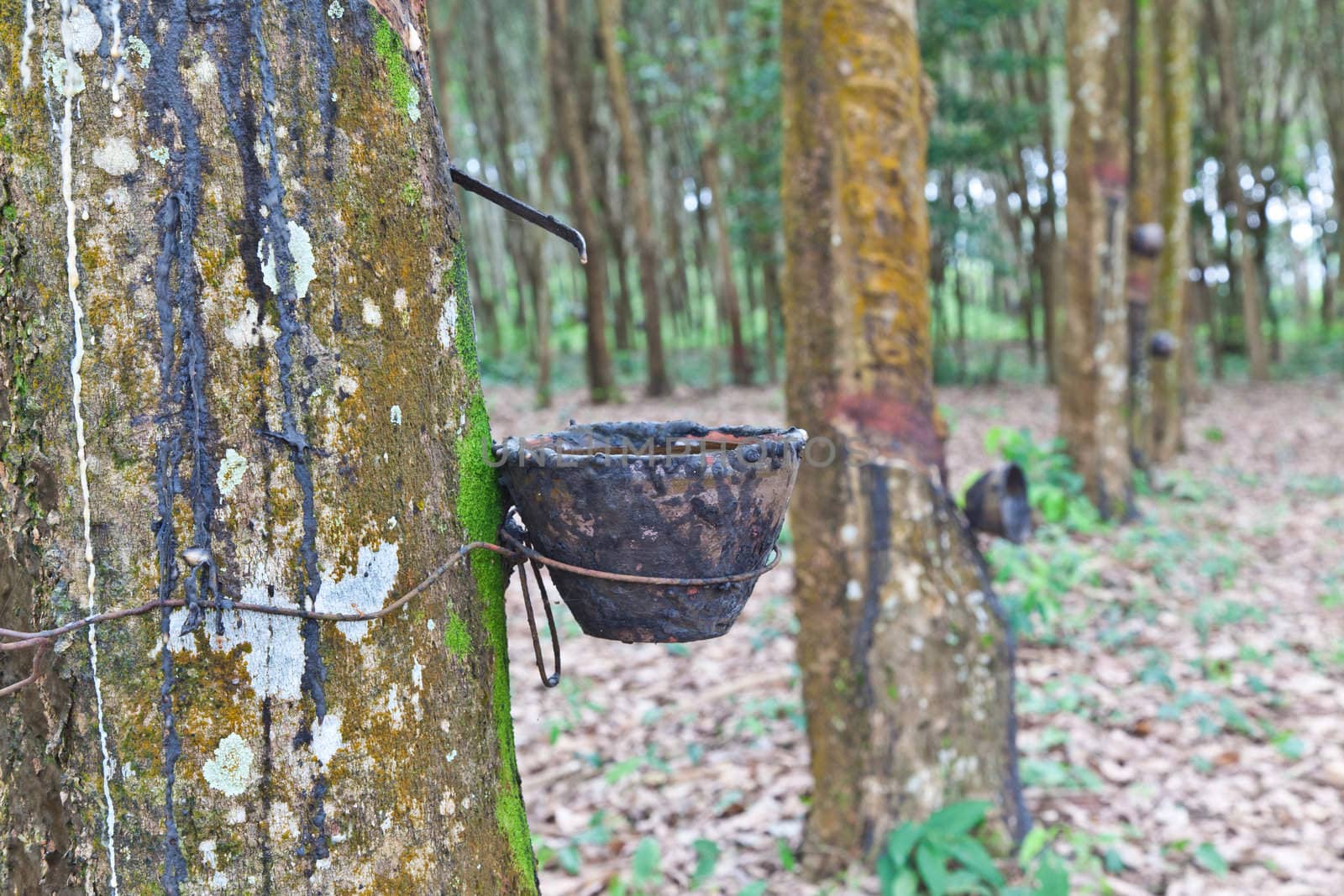 Agriculture,Rubber tree flows into a wooden bowl  by FrameAngel