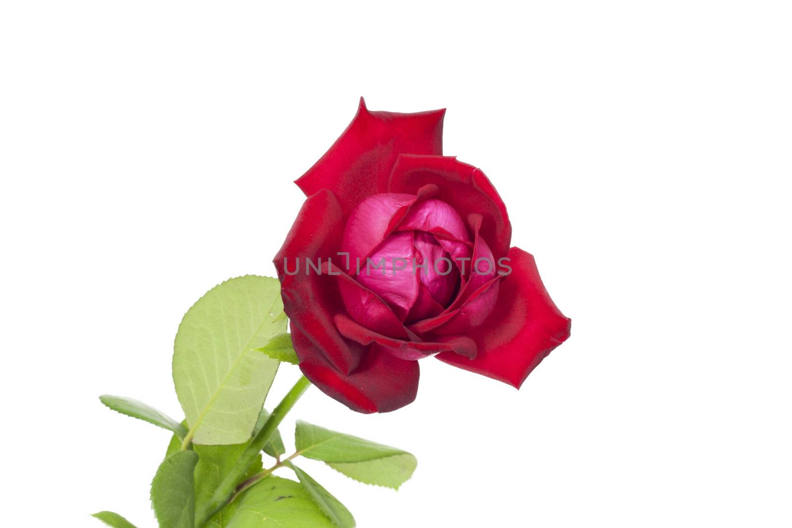 Red rose isolated on white background 