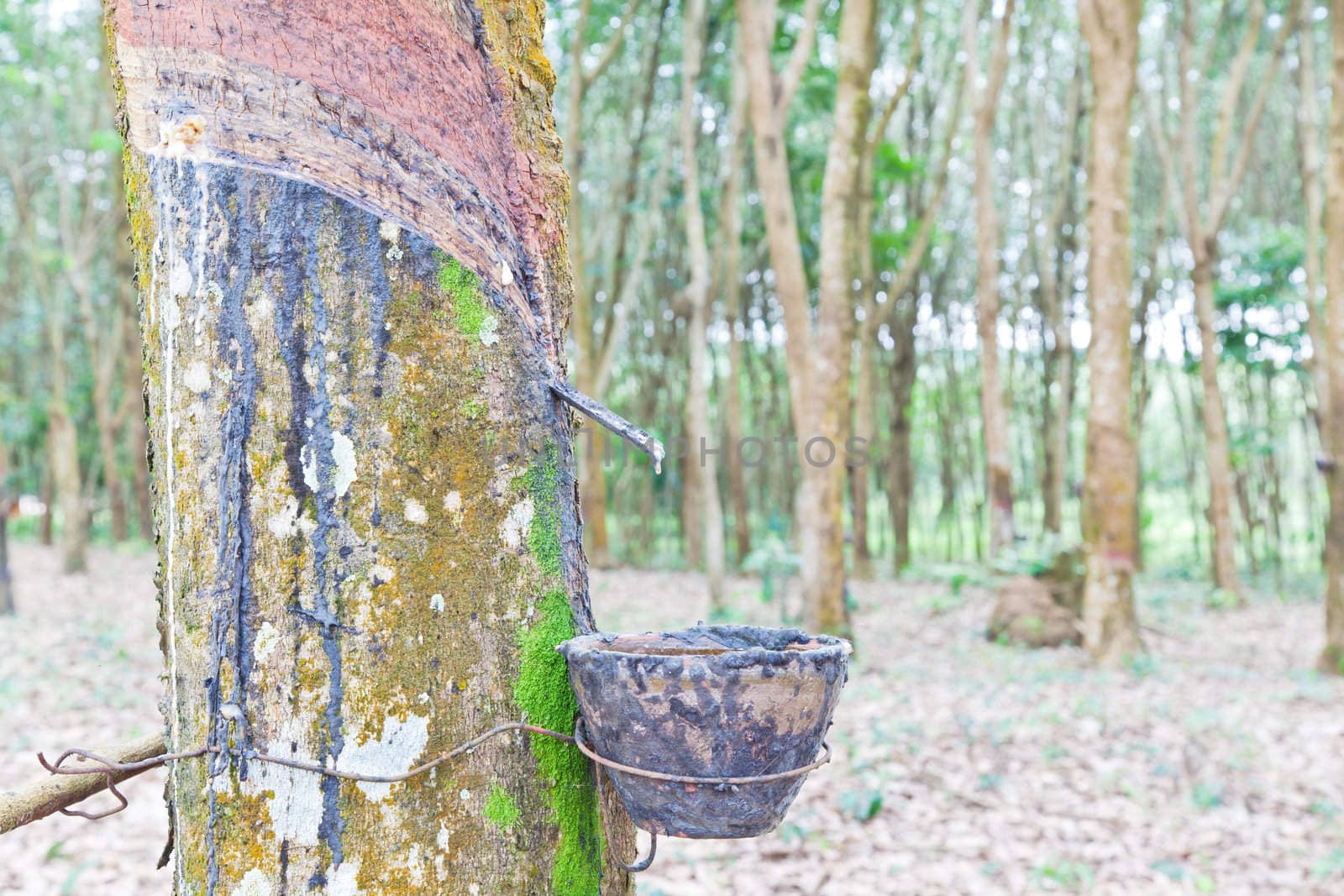 Agriculture,Rubber tree flows into a wooden bowl