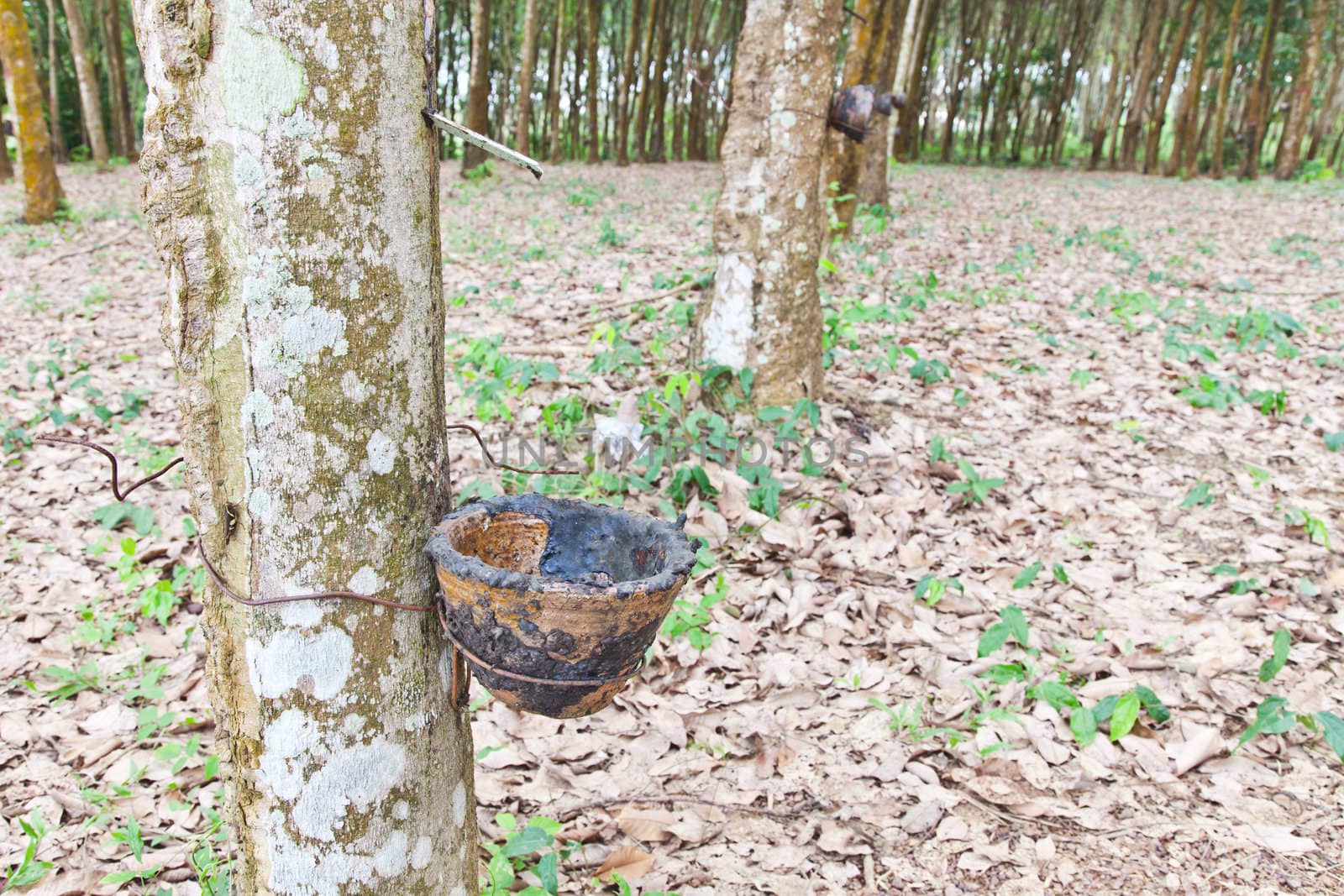 Agriculture,Rubber tree flows into a wooden bowl  by FrameAngel