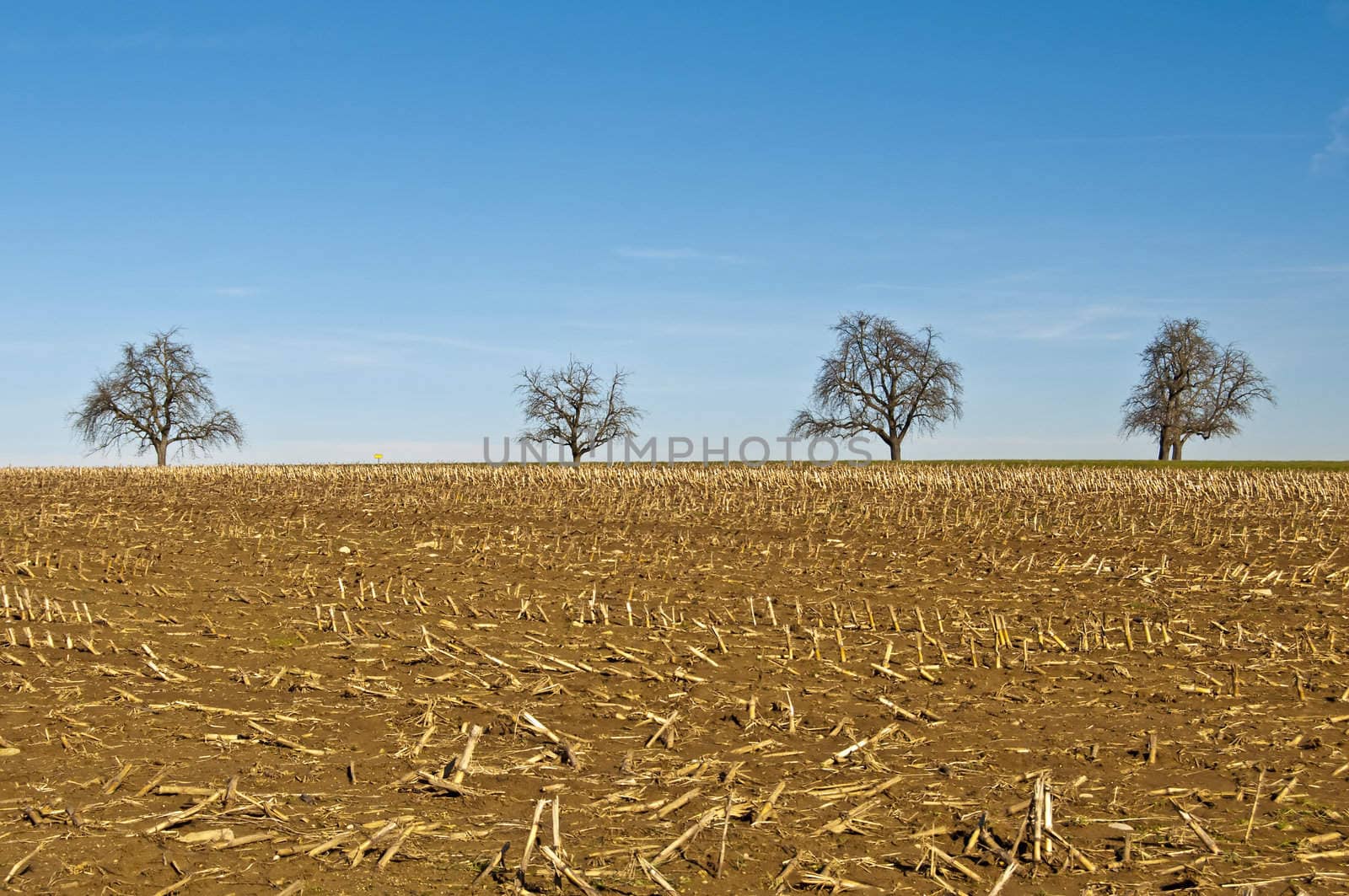 trees with stubble field by Jochen