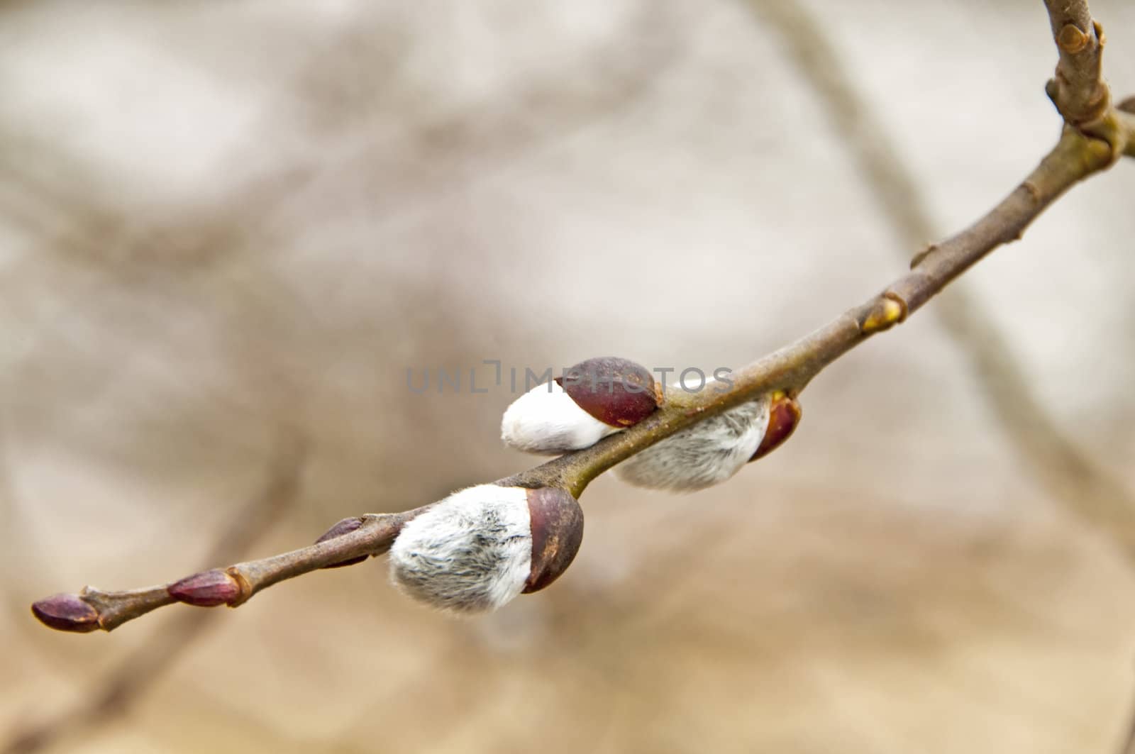 willow blossom by Jochen