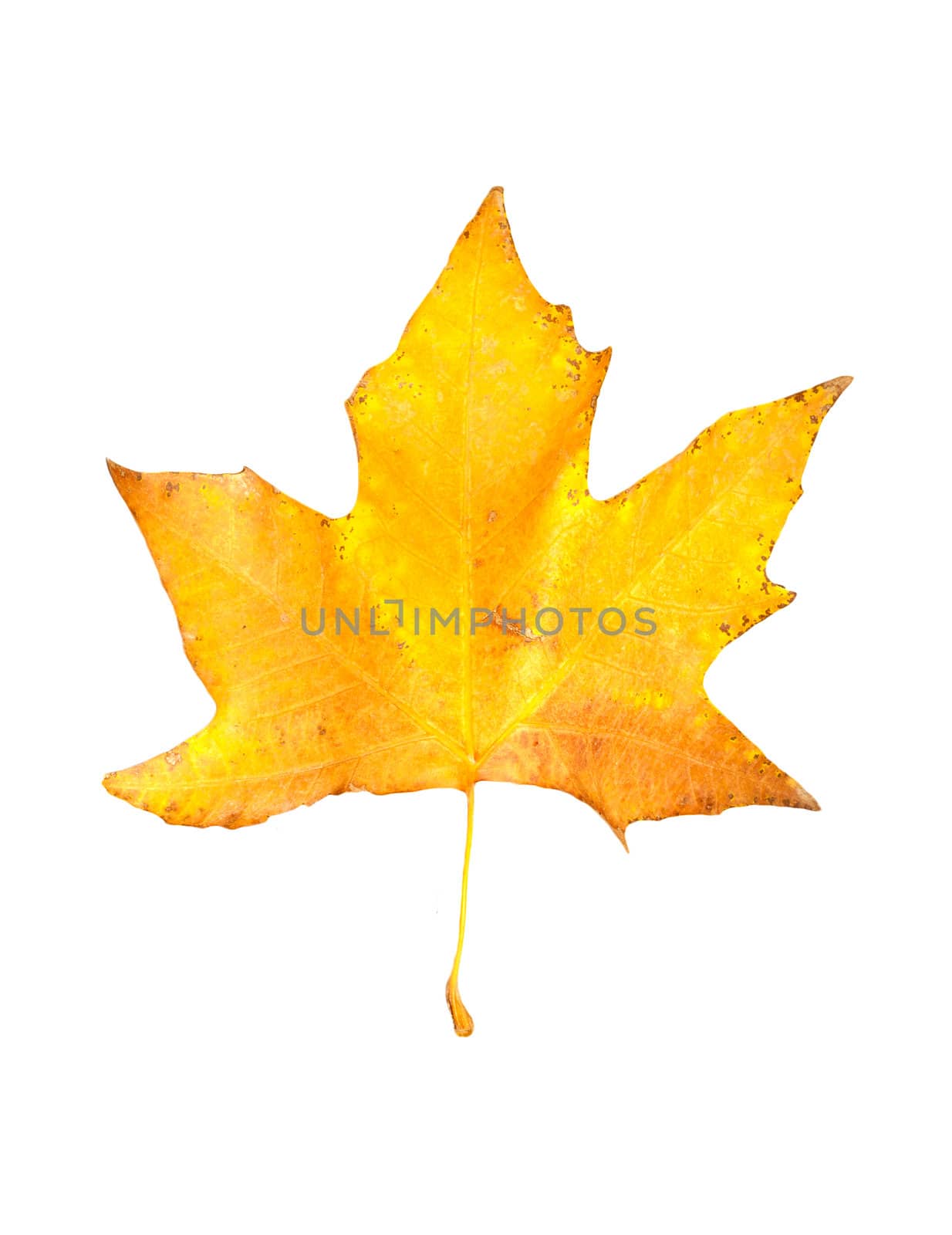 beautiful autumn maple leaf isolated on white background  by schankz