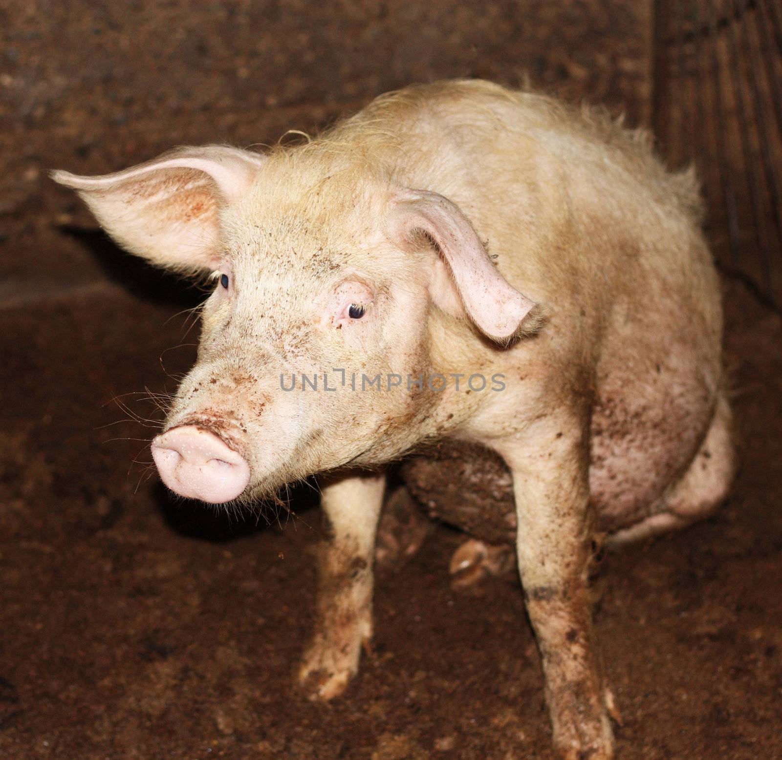 close up of little pig in a farm in China 