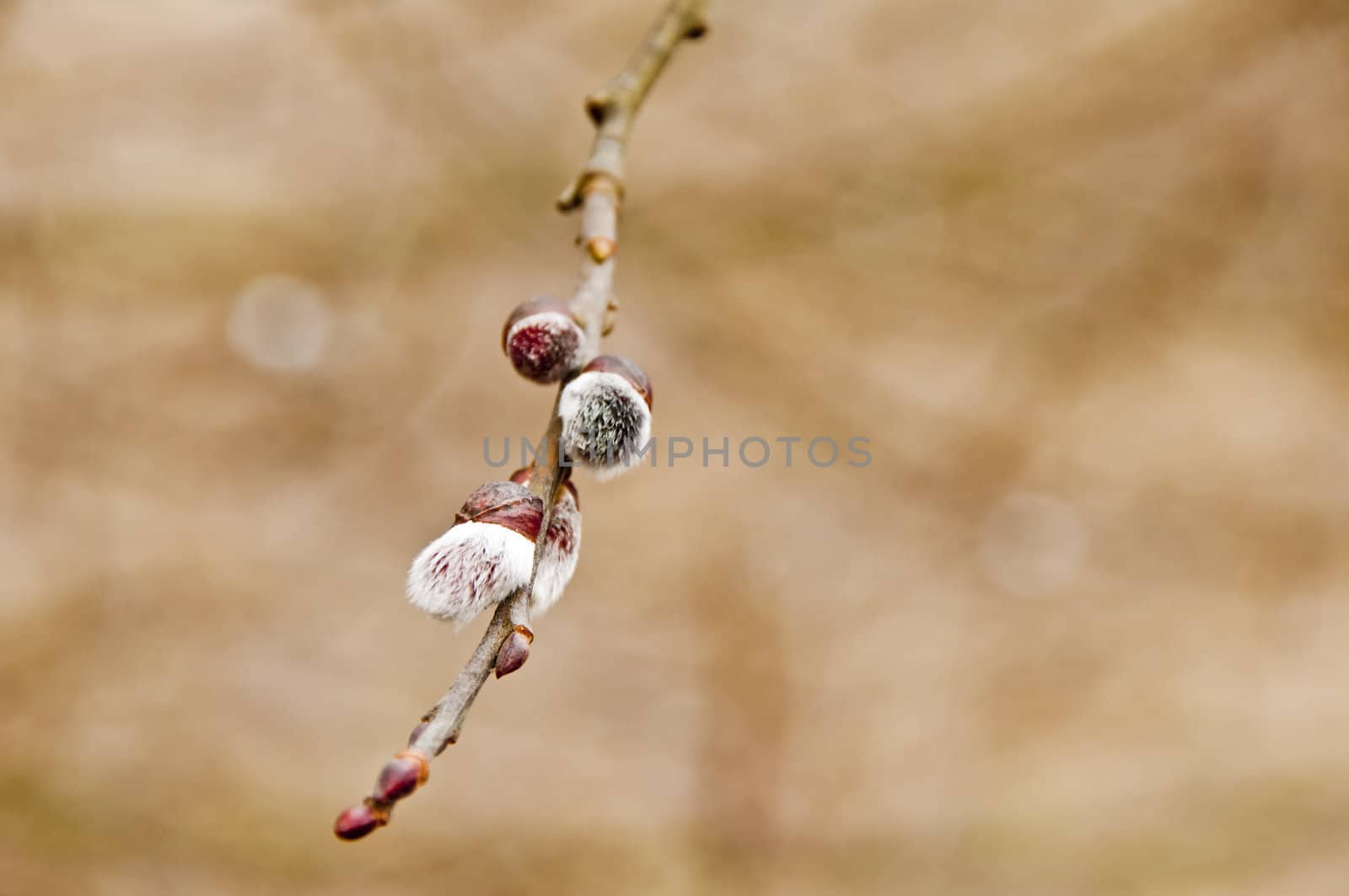 willow blossom by Jochen