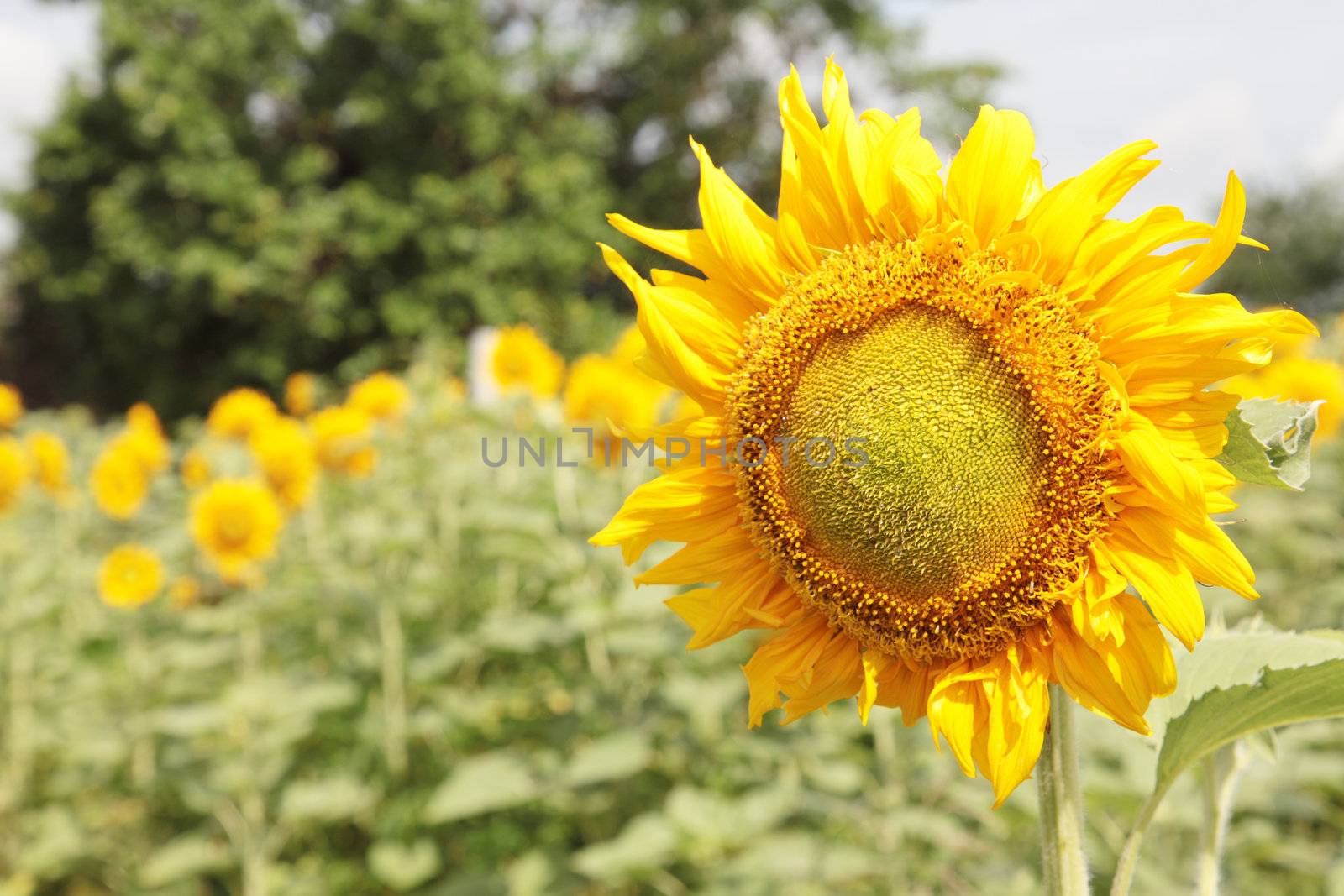 beautiful yellow Sunflower by FrameAngel