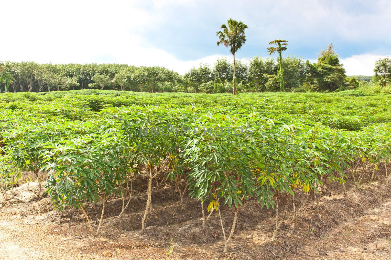Agriculture, Cassava farm and plant growth