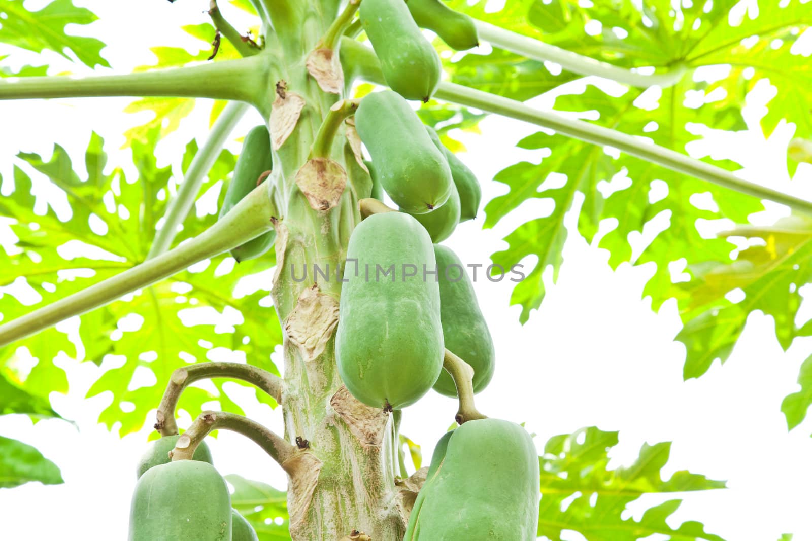 fruit, Bunch of papaya hanging from the tree by FrameAngel