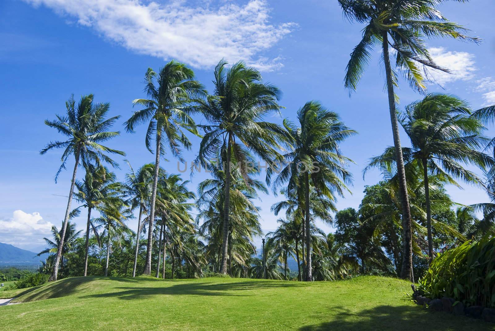 Coconut trees in golf course