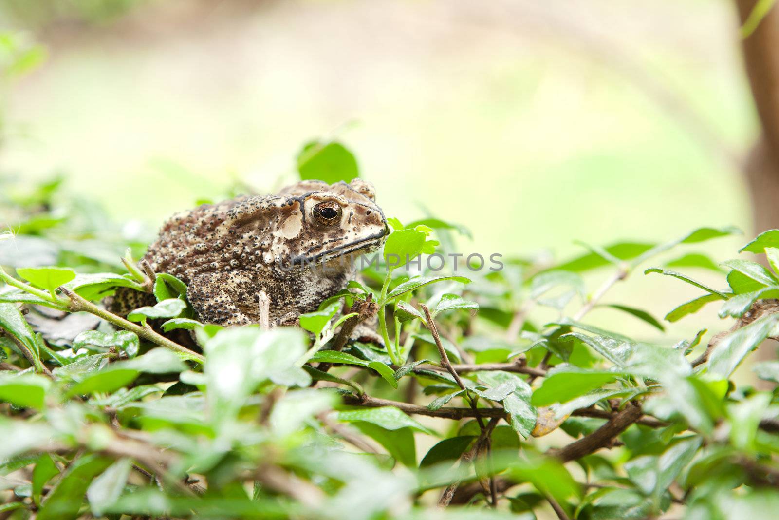 Animal, Toad on grass field  by FrameAngel
