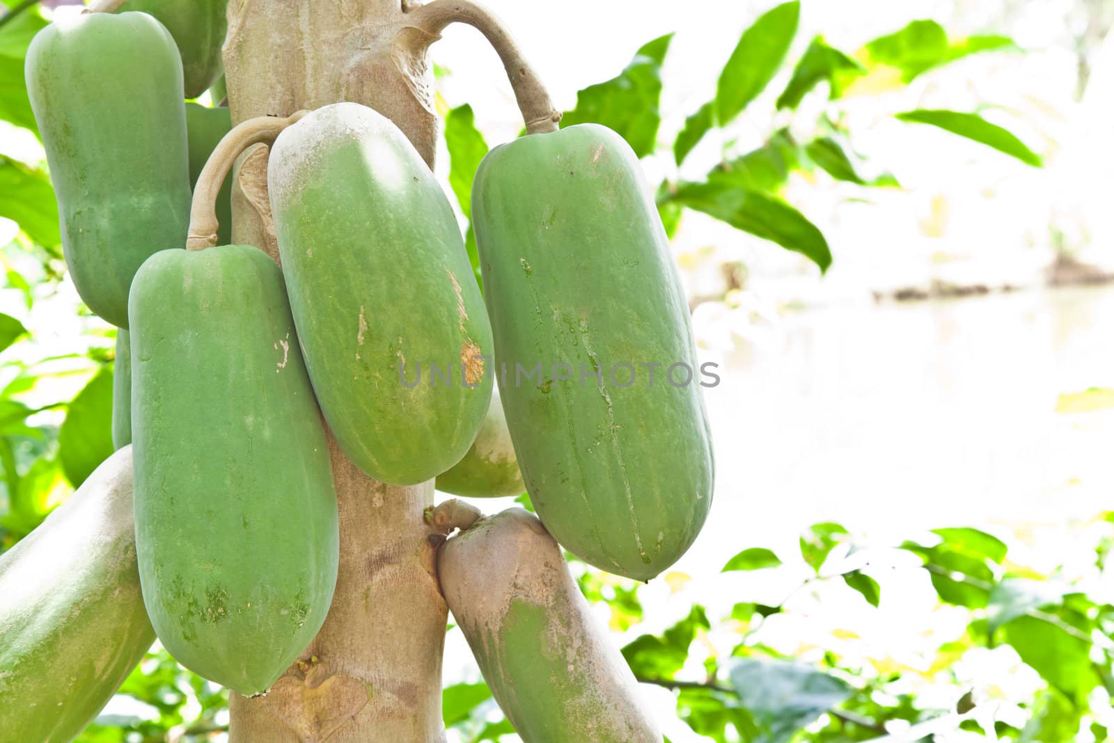 fruit, Bunch of papaya hanging from the tree by FrameAngel
