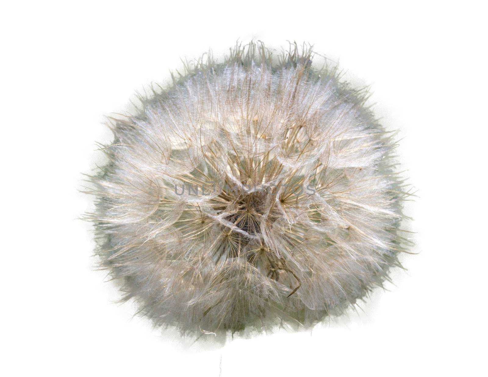 Beautiful flower of the dandelion background of the herb 