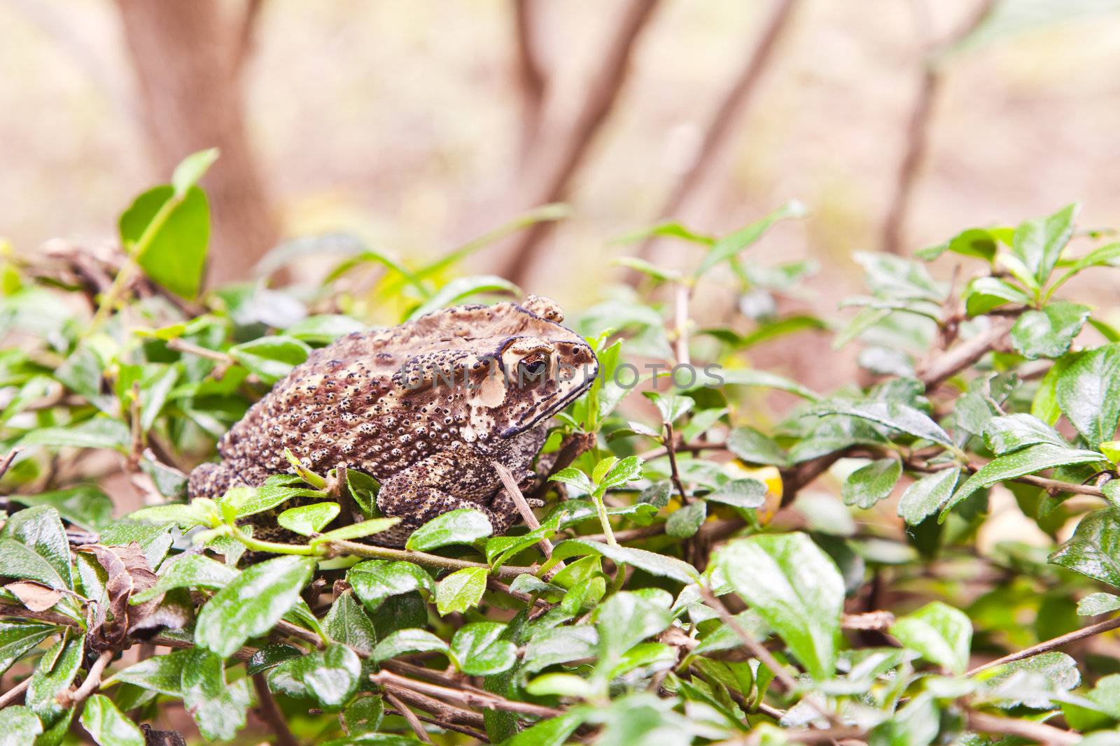 Animal, Toad on grass field  by FrameAngel