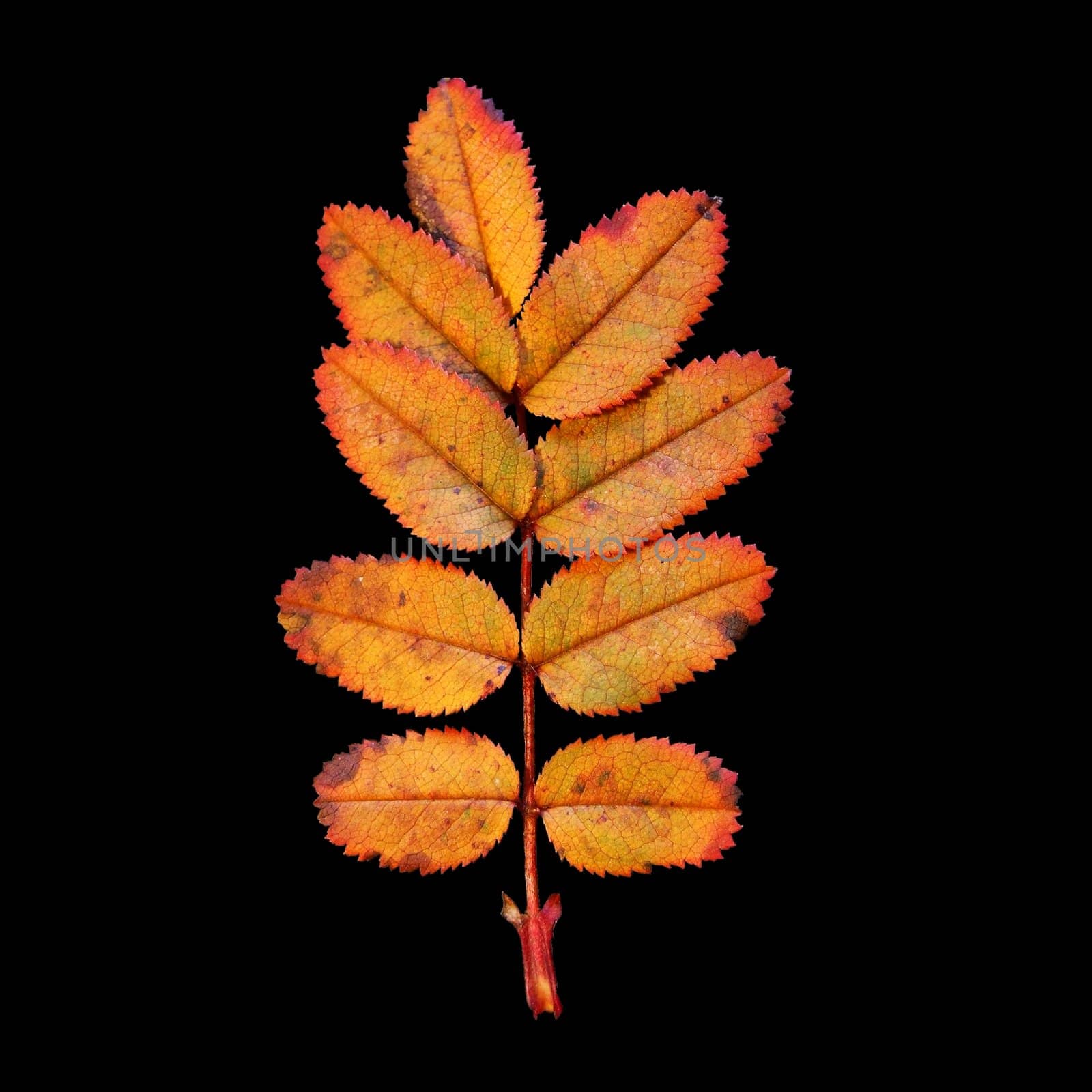 Wildrose leaf cut-out

