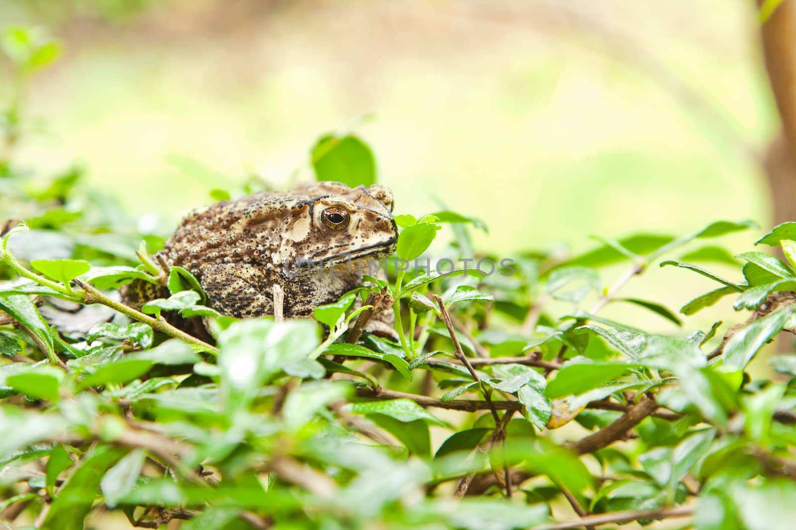 Animal, Toad on grass field