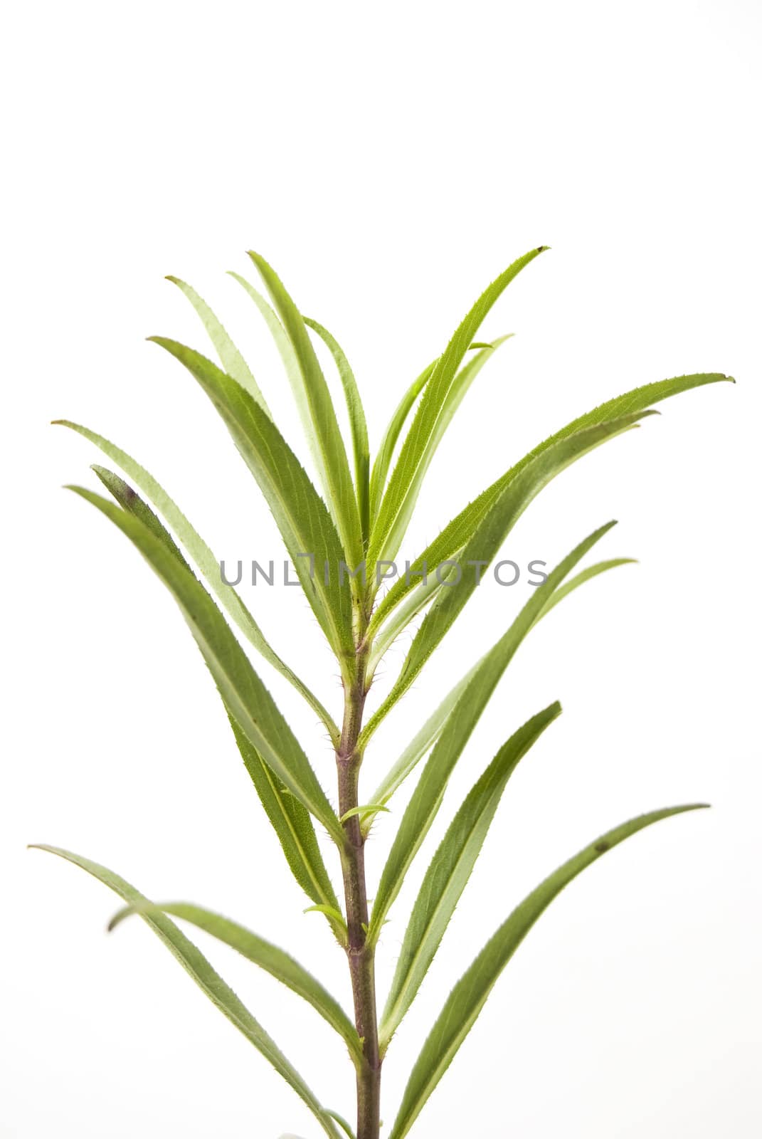 Closeup of tarragon herb against white