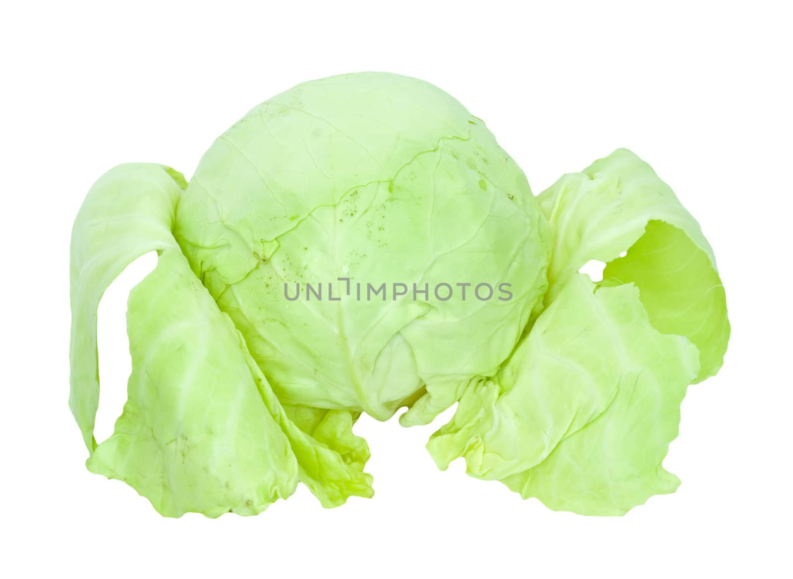 Green cabbage isolated on white background.  by schankz