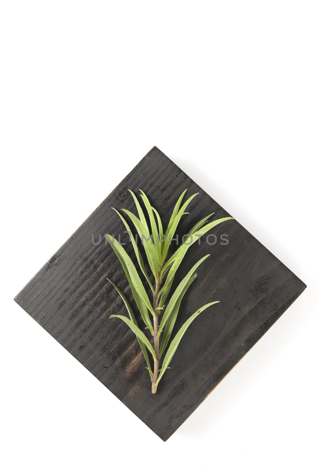 Tarragon herb on wooden platform