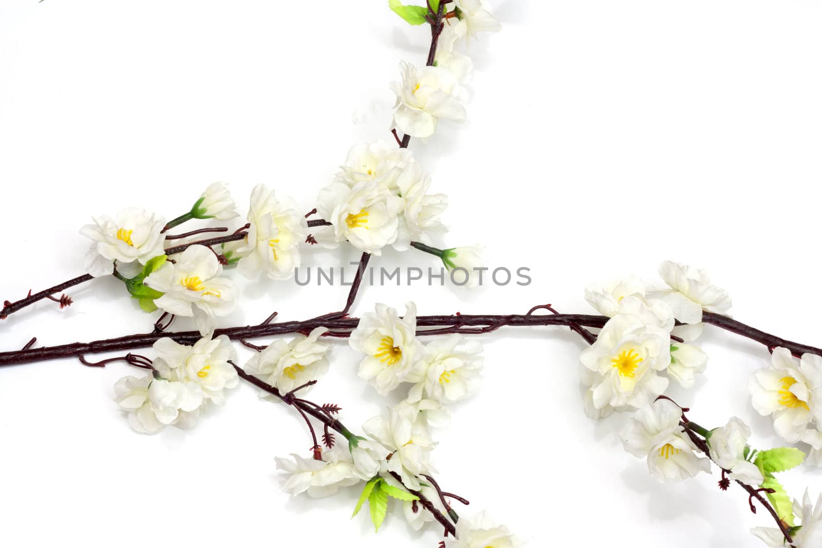 Spring cherry blossom on the white background 