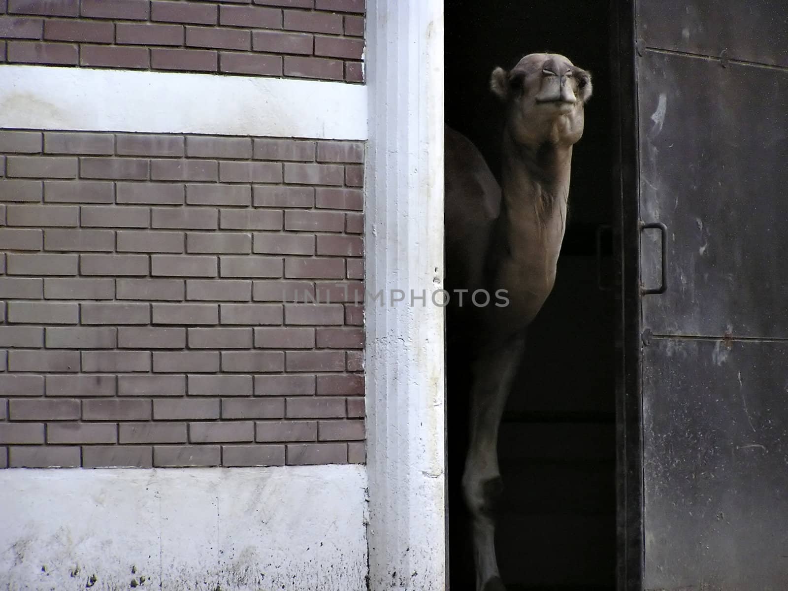 Camel by penta